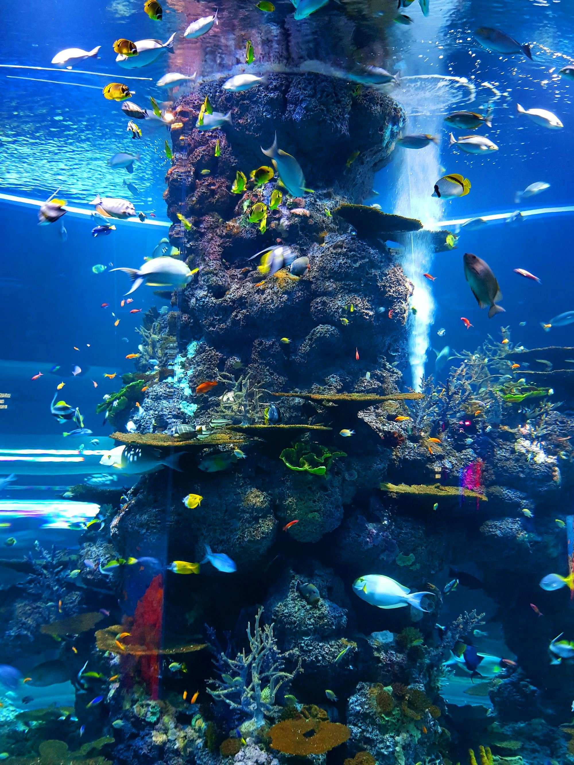 Artificial coral reef aquarium decoration by ADEC