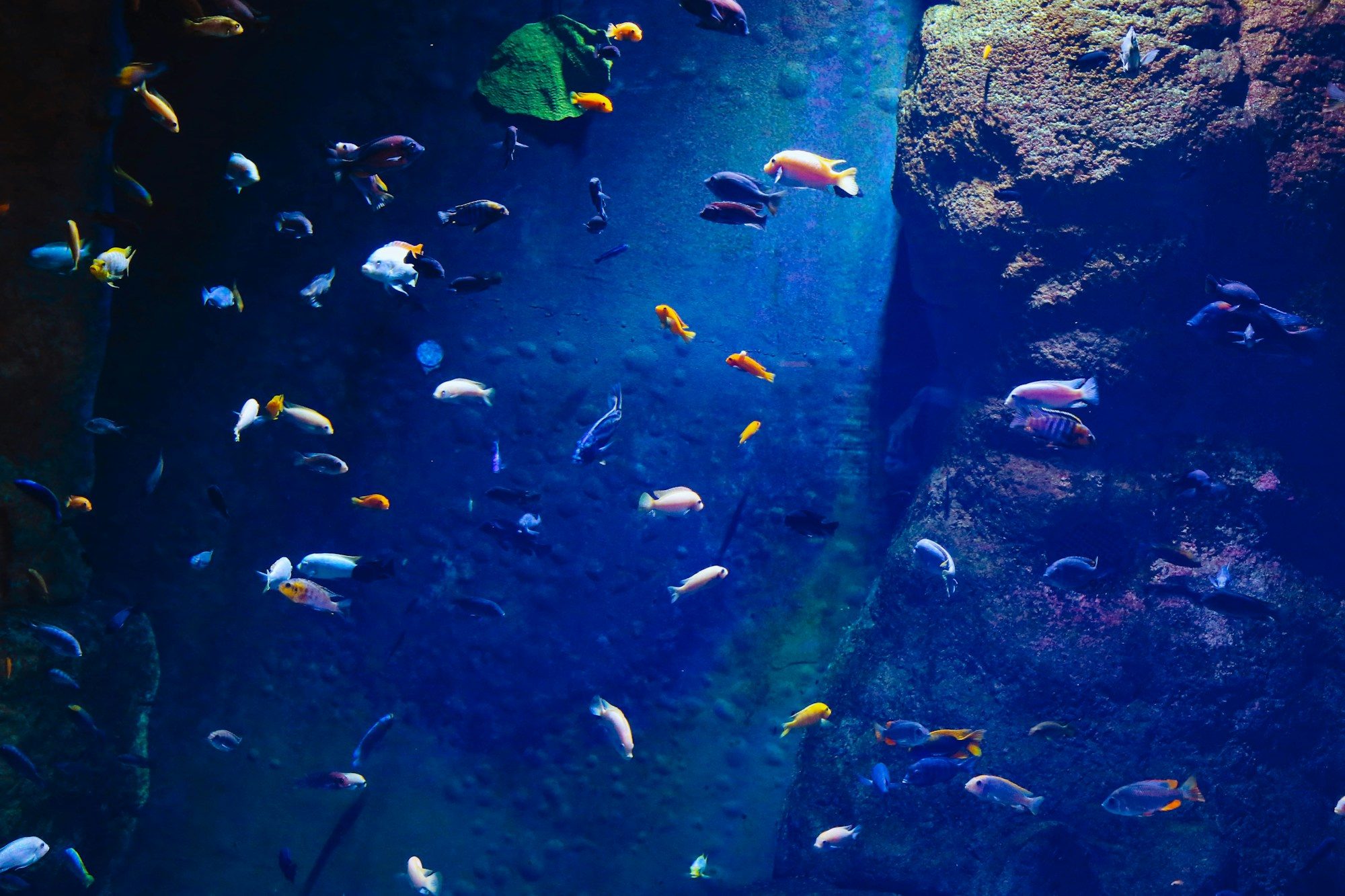Themed aquarium environment by ADEC