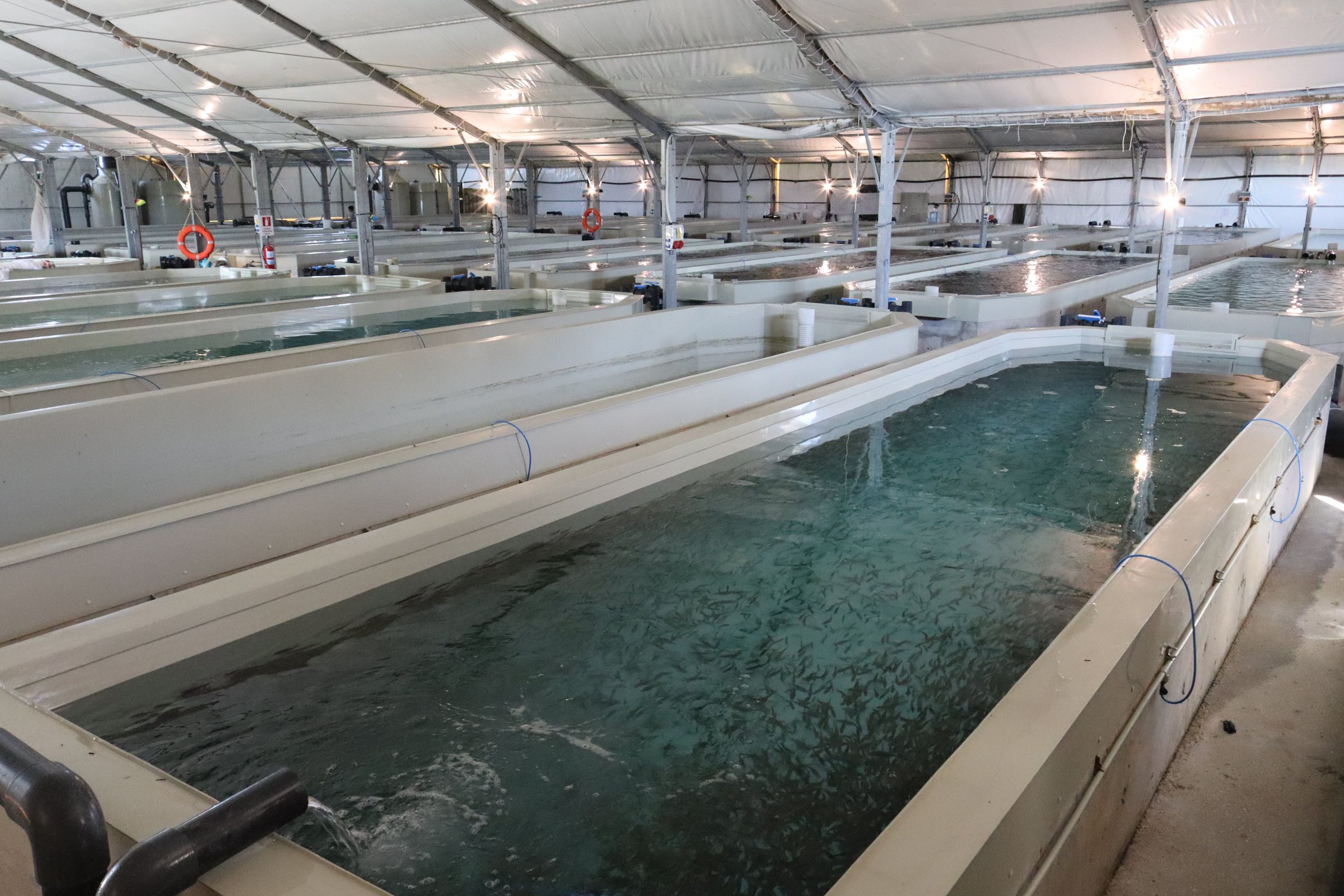 RAS Aquaculture — Recirculating Aquaculture · Closed-Loop Systems