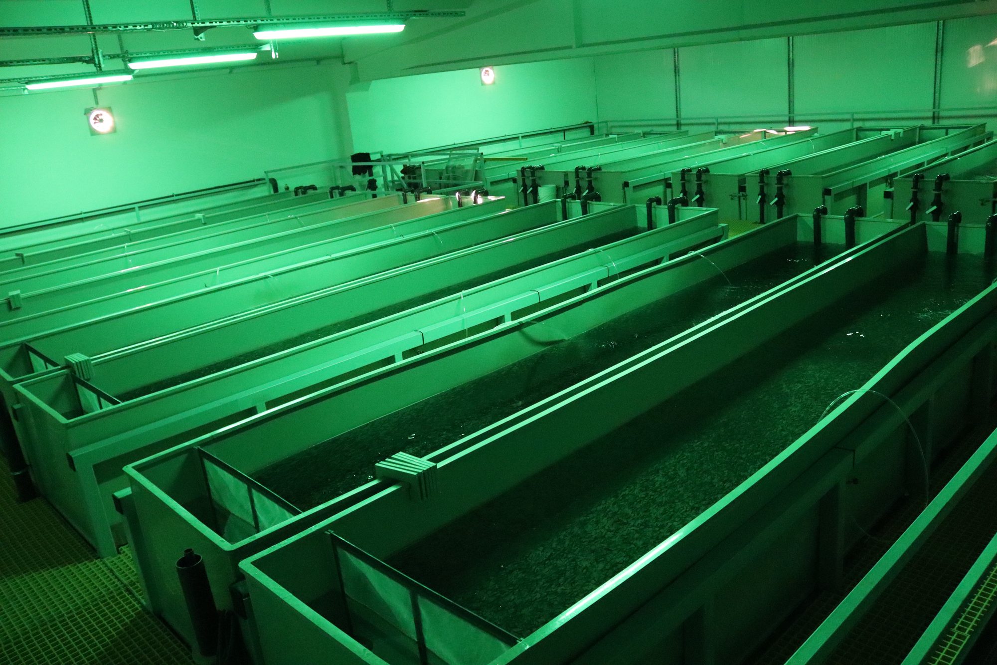 Grow-Out Raceways